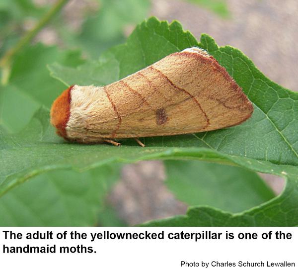 Yellownecked caterpillar moth